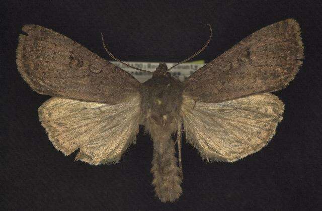 Image of Graphiphora