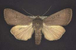 Image of Graphiphora