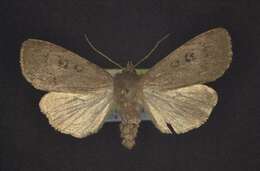 Image of Graphiphora