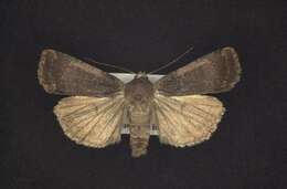 Image of <i>Abagrotis hermina</i> Lafontaine