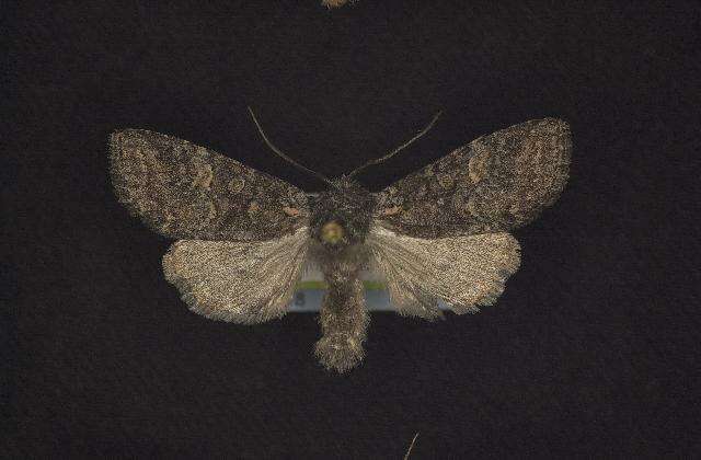 Image of Black-disk Sallow Moth