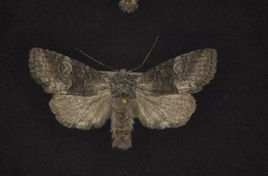 Image of Black-disk Sallow Moth