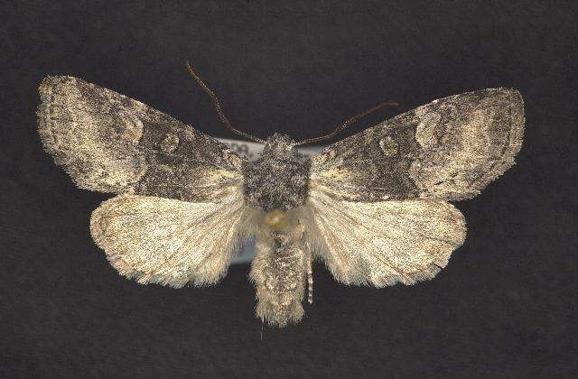 Image of Black-disk Sallow Moth