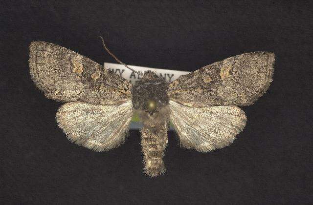 Image of Black-disk Sallow Moth