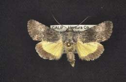 Image of Sympistis corusca Smith 1899