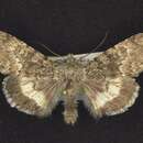 صورة Sympistis pudorata Smith 1893