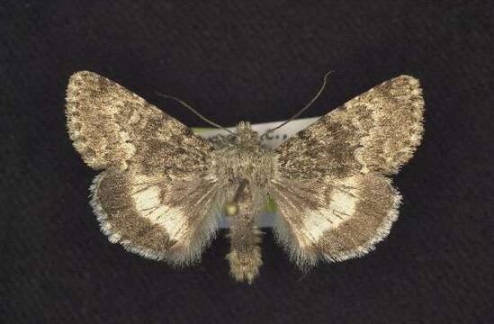 صورة Sympistis pudorata Smith 1893