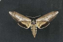 Sphinx luscitiosa Clemens 1859的圖片