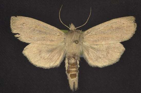 Image of Oblong Sedge Borer