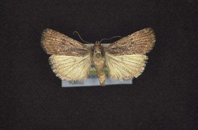 Image of Abagrotis nanalis Grote 1881