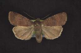 Image of Abagrotis apposita Grote 1878