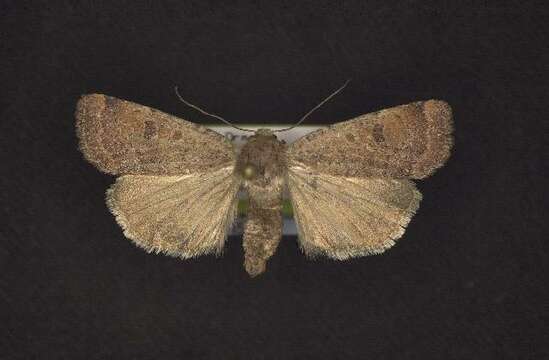 Image of Abagrotis dodi McDunnough 1927