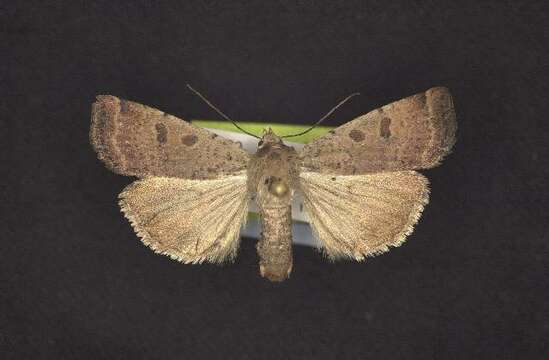 Image of Abagrotis dodi McDunnough 1927