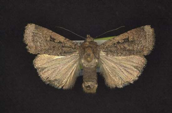 Image of Abagrotis discoidalis Grote 1876