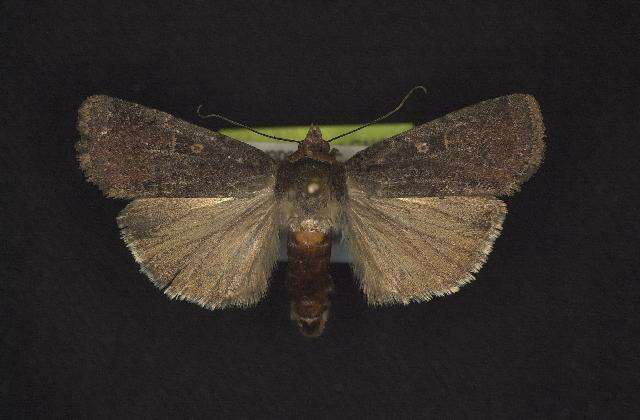 Image of Abagrotis duanca Smith 1908