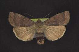 Image of Abagrotis placida Grote 1876