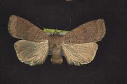 Image of Abagrotis placida Grote 1876