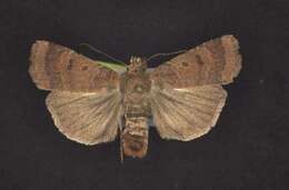 Image of <i>Abagrotis dickeli</i>