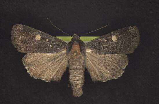 Image de Abagrotis mirabilis Grote 1879