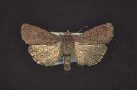 Image of Abagrotis duanca Smith 1908