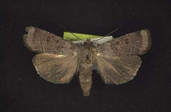 Image of Abagrotis turbulenta McDunnough 1927