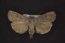 Image of Abagrotis turbulenta McDunnough 1927