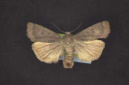 Image of <i>Abagrotis hermina</i> Lafontaine