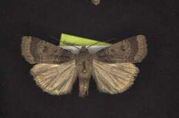 Image of <i>Abagrotis hermina</i> Lafontaine