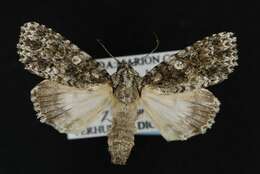 Image of Acronicta afflicta Grote 1864