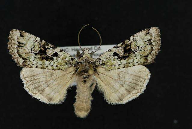 Image of Anaplectoides brunneomedia McDunnough 1946