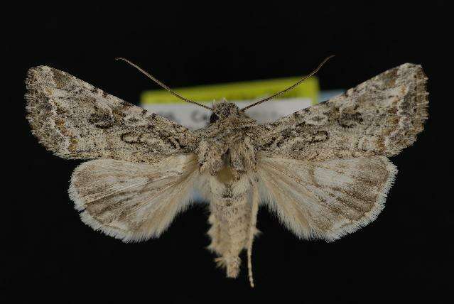 Image of Scotogramma fervida Barnes & McDunnough 1912