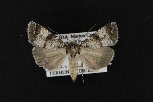 Image of Feltia
