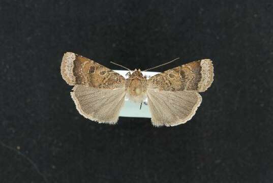 Image of <i>Abagrotis dickeli</i>