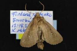 Image of twin-spotted wainscot