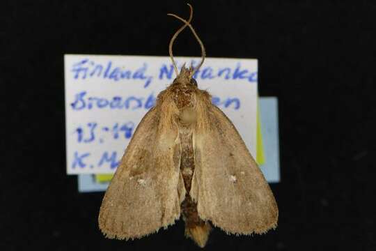 Image of twin-spotted wainscot