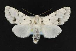 Image of Vulpina Dagger Moth