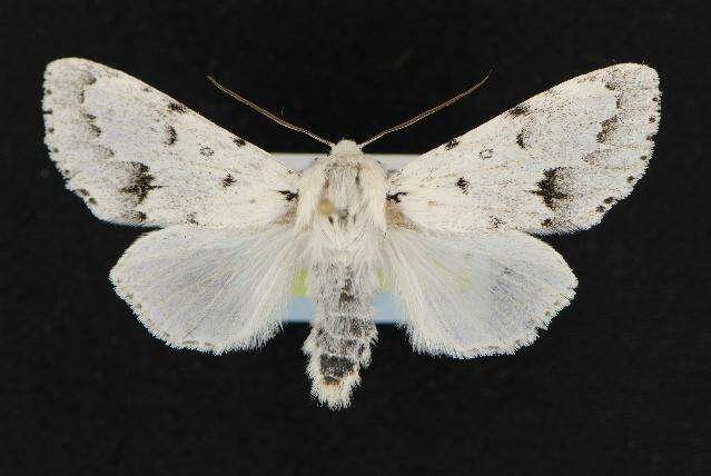 Image of Vulpina Dagger Moth