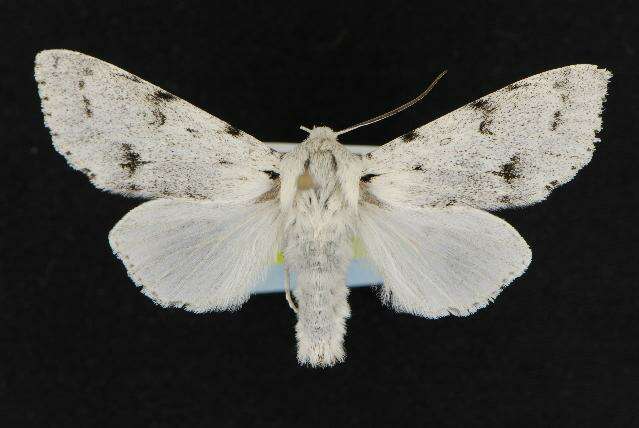 Image of Vulpina Dagger Moth