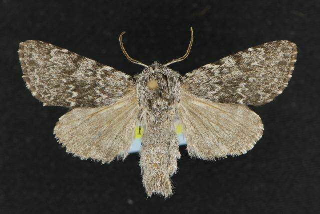 Image of <i>Acronicta lupini</i>