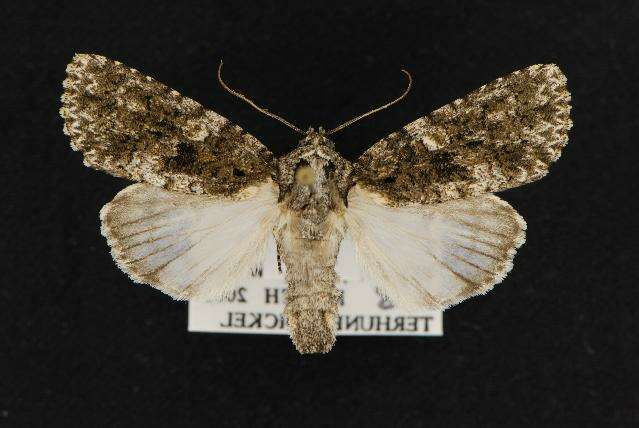 Image of Acronicta afflicta Grote 1864