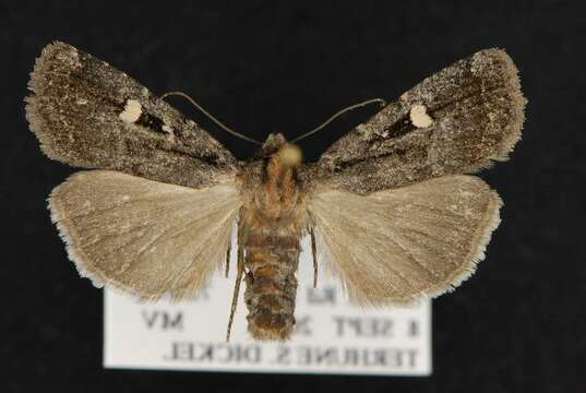 Image of Black Cedar Dart