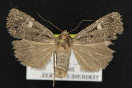 Abagrotis mirabilis Grote 1879 resmi