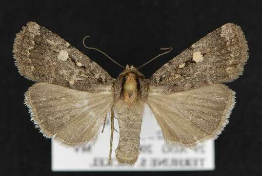 Image de Abagrotis mirabilis Grote 1879