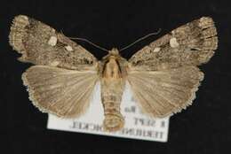 Abagrotis mirabilis Grote 1879 resmi