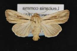 Image of shoulder-striped wainscot