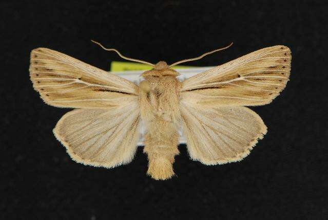 Image of shoulder-striped wainscot