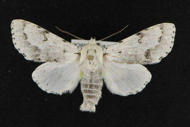 Image of Vulpina Dagger Moth