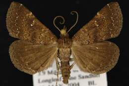 صورة Hypenula cacuminalis Walker 1858