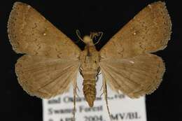 صورة Hypenula cacuminalis Walker 1858