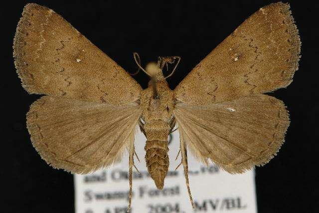 صورة Hypenula cacuminalis Walker 1858